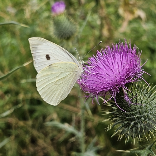 Large White