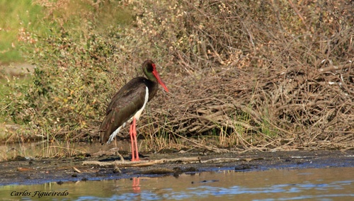 Black Stork