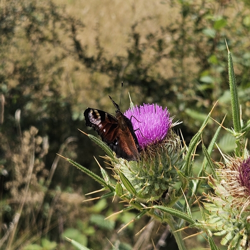 European Peacock Butterfly