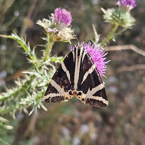 Jersey Tiger