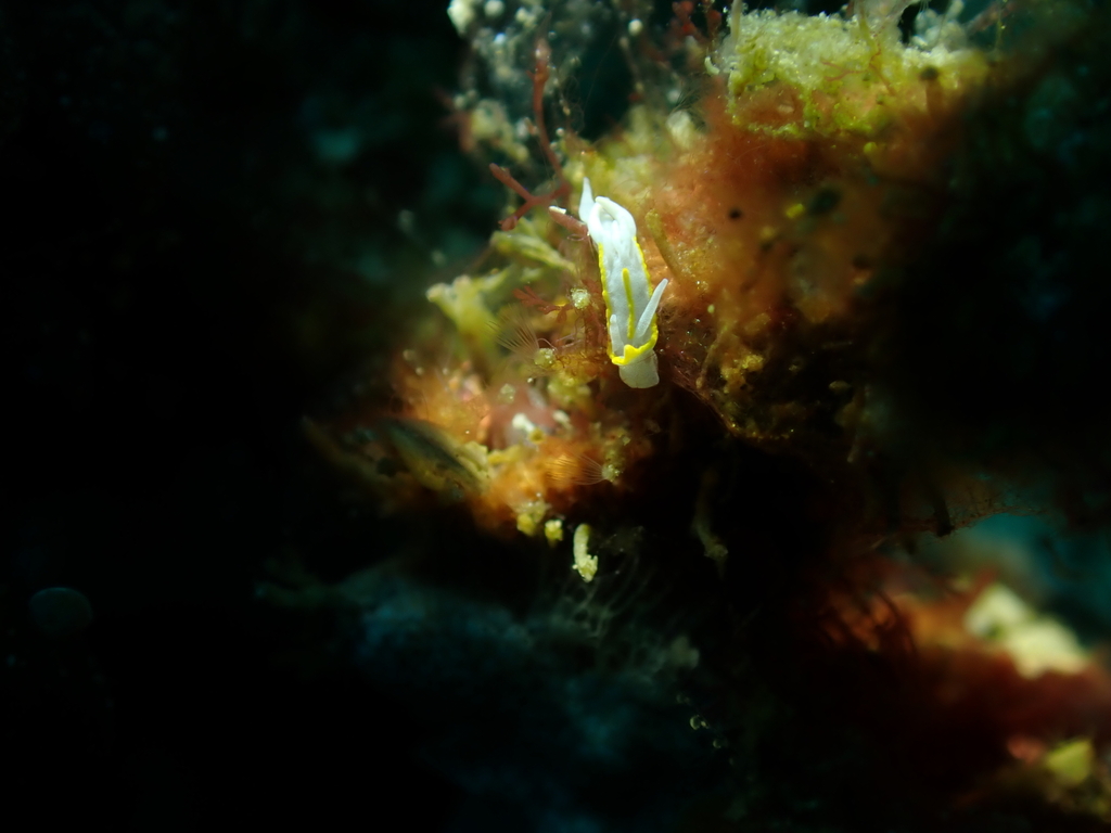 Longhorn Pump Dorid