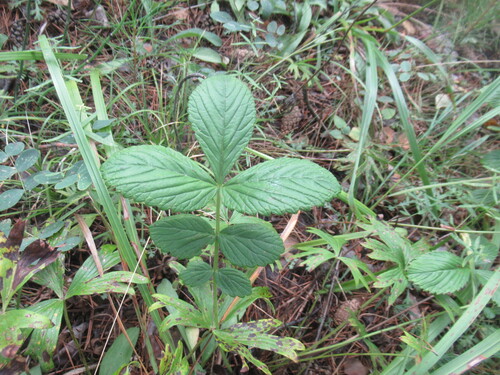 Potentilla fragarioides, photograph 2