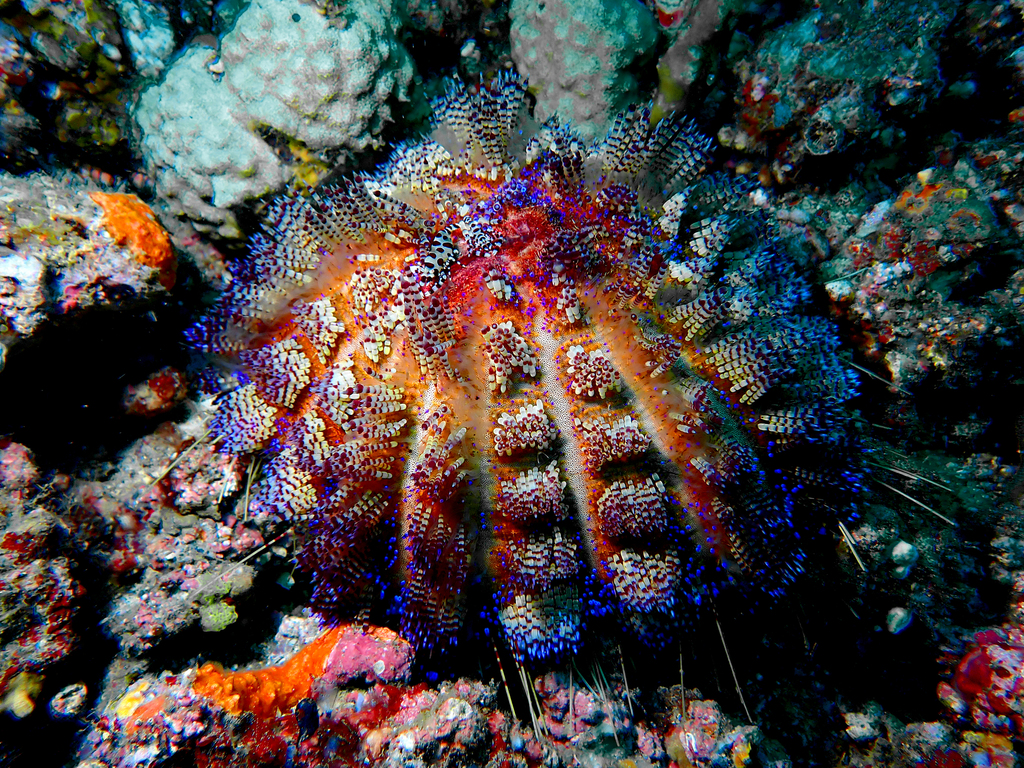 Fire Urchin