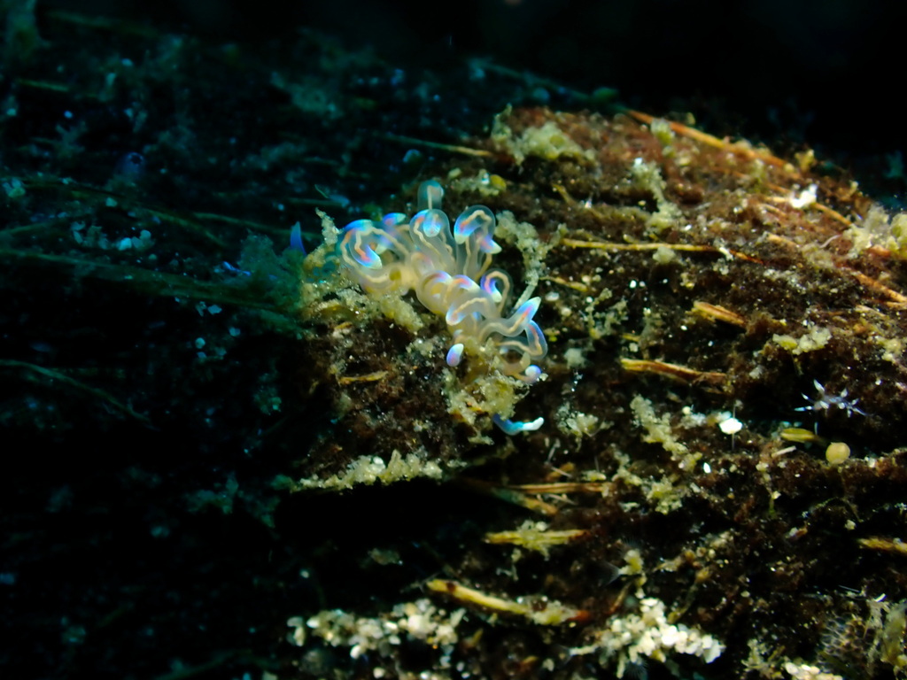Phyllodesmium opalescens