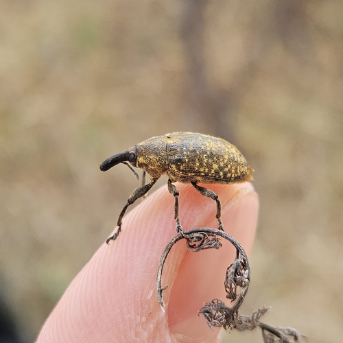 Larinus sturnus