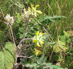 Astragalus dasyanthus