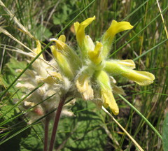 Astragalus dasyanthus
