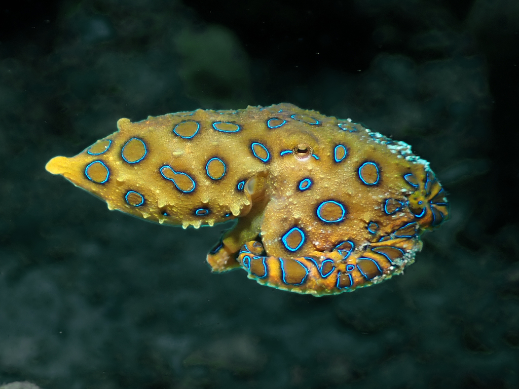 Greater blue-ringed octopus