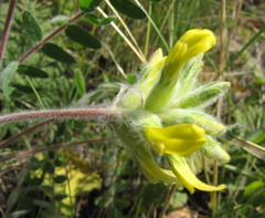 Astragalus dasyanthus
