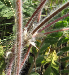 Astragalus dasyanthus