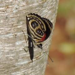 Catagramma pygas thamyras