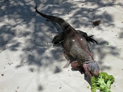 Cyclura cychlura