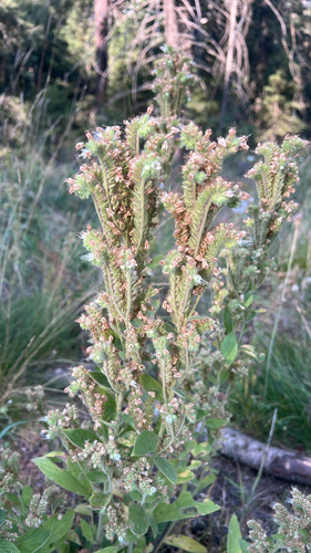 Phacelia heterophylla, 2026-07-28