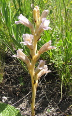 Phelipanche arenaria