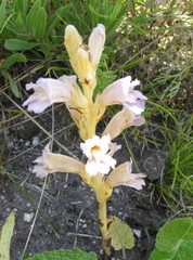 Phelipanche arenaria