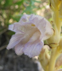 Phelipanche arenaria