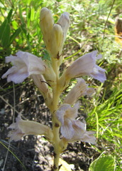 Phelipanche arenaria