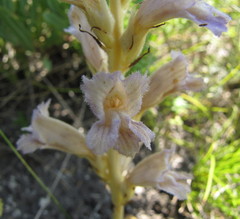 Phelipanche arenaria
