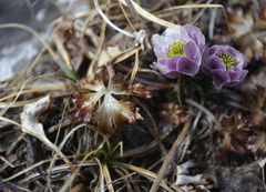 Trollius lilacinus