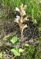 Phelipanche arenaria