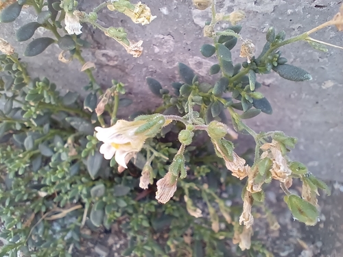Malling Toadflax