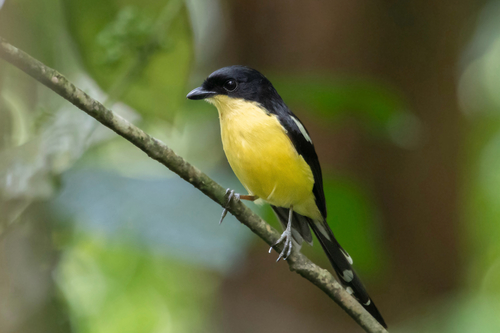 iNaturalist image