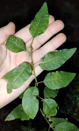 Monococcus echinophorus observed 2026-08-21