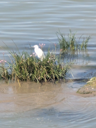 Little Egret