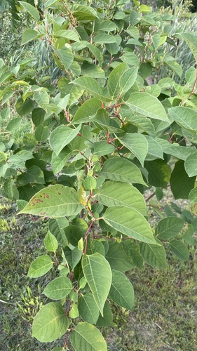 Japanese knotweed
