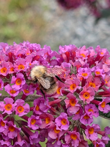 Common Carder Bumble Bee