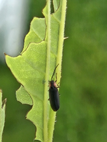 Dotted Firefly