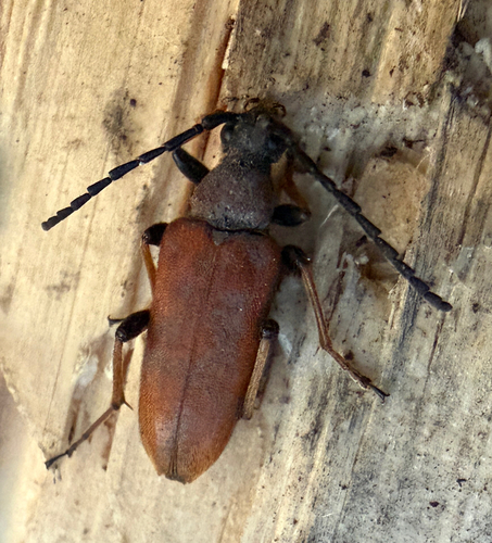 Red Pine Longhorn Beetle