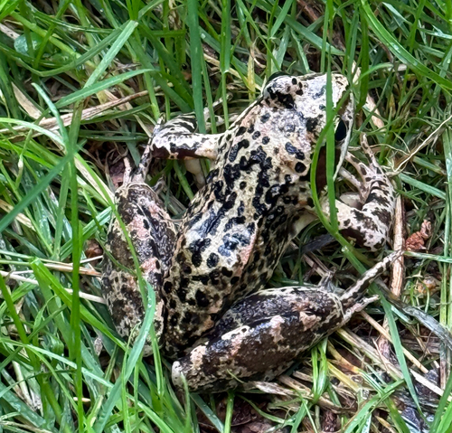 European Common Frog