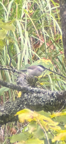 Marsh Tit