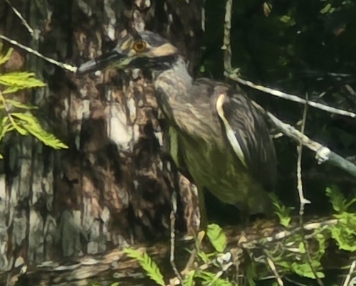 Yellow-crowned Night Heron
