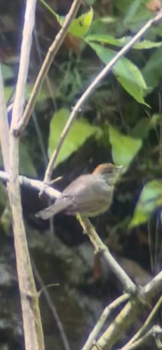 Eurasian Blackcap