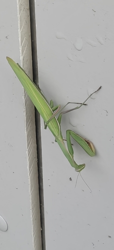 European Mantis