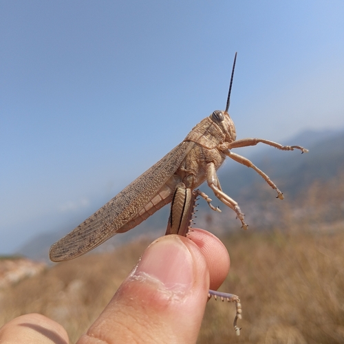 Egyptian Bird Grasshopper