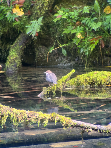 White-throated Dipper