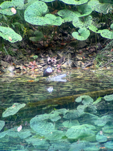 White-throated Dipper