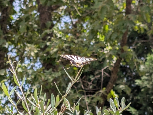 Iberian Scarce Swallowtail