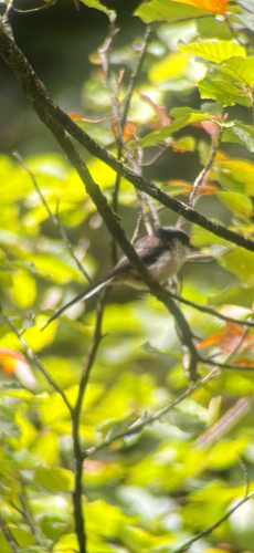 Long-tailed Tit