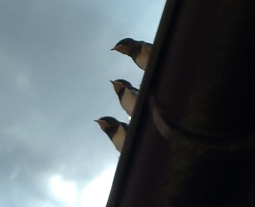 Barn Swallow