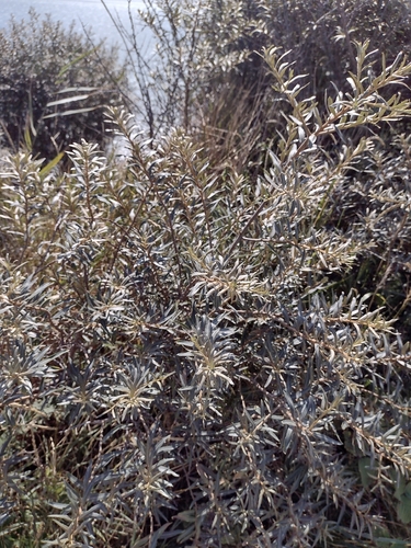 Sea-buckthorn