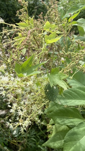 prickly cucumber