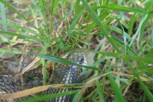 Northwestern Garter Snake (Thamnophis ordinoides), a species recorded in Oregon