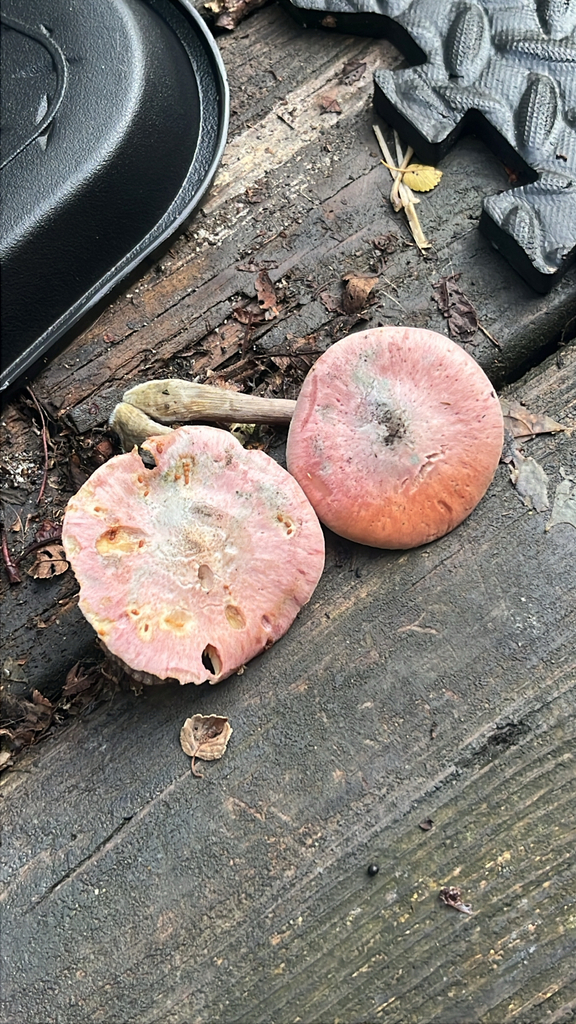 Yellow-gilled Gymnopilus · August 2026 · photo: Photo: (c) Aenet Anthony, some rights reserved (CC BY) · iNaturalist