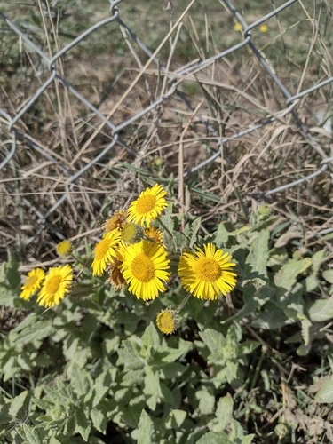 Common Fleabane