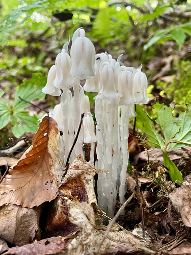 Ghost Pipe