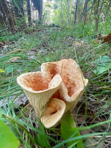 Scaly Chanterelle